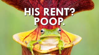 You Won’t Believe What Pitcher Plants Charge In Rent [upl. by Dielle31]