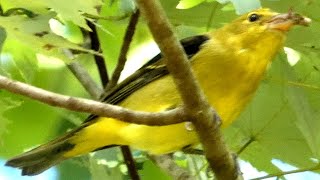 Female scarlet tanager bird catching amp eating insects  bugs [upl. by Nnail519]