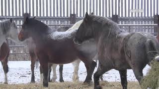 North American Horse Meat  Cruel Production and Endless Suffering [upl. by Nonnek]