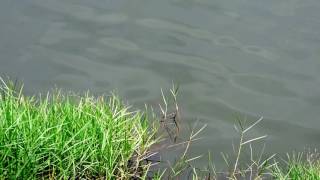 Capital Naturalist Anhinga Swimming [upl. by Ykceb988]