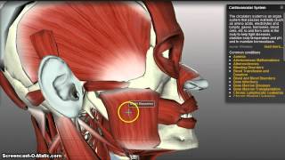 Muscles of Mastication [upl. by Bywoods]