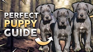 GREAT DANE PUPPY Perfect Great Dane Puppy Guide [upl. by Anayk321]