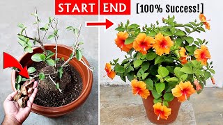 Watch How To Get TONS of FLOWERS On Hibiscus [upl. by Asirb658]