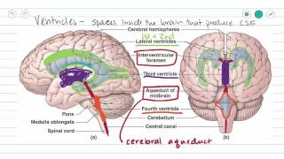 Circulatory System  Circle of Willis Circulation [upl. by Melena428]