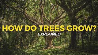 How Trees Grow  Eco Facts  One Tree Planted [upl. by Anawk]