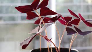 Oxalis Triangularis Love Plant 24h TimeLapse [upl. by Leraj]