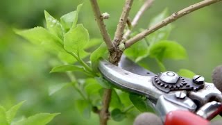 How to prune spring flowering shrubs  Grow at Home  Royal Horticultural Society [upl. by Ayahsey]