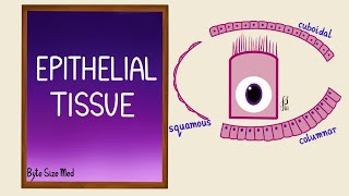 BTEC Applied Science Unit 1 Biology Epithelial Tissue [upl. by Phene965]