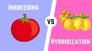 Hybridization vs Inbreeding [upl. by Edith370]