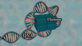 Chromosome structure  Medical animation [upl. by Tisdale681]