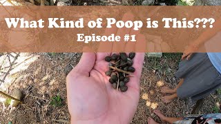 How to Identify Rabbit or Bunny Poop  Droppings [upl. by Acimot567]