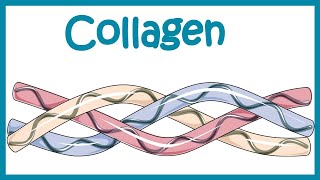 Collagen  Structure classification biosynthesis and clinical importance [upl. by Novahs]