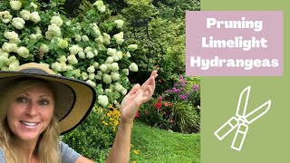 Hydrangeas care tips  Pruning Limelight Hydrangeas  Hydrangea [upl. by Llabmik]