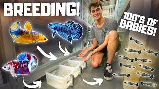 How to Breed Bettas in Tubs Super Easy [upl. by Paderna]