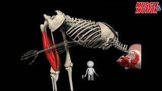 How to Squat Properly Anatomical Analysis [upl. by Enenaej]