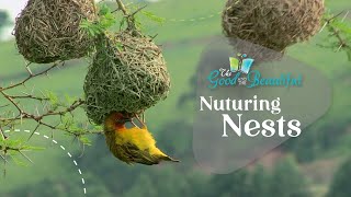 Nurturing Nests  Birds  The Good and the Beautiful [upl. by Tychonn]