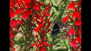 Lobelia cardinalis [upl. by Ariaet405]