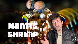 Meet the Mantis Shrimp [upl. by Yrroc]