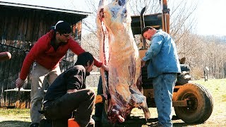 Beef Butchering on Family Farm  Homestead Food Production [upl. by Rogerson]