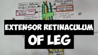 Extensor Retinaculum of LEG 🦶🦶👣 [upl. by Casmey]