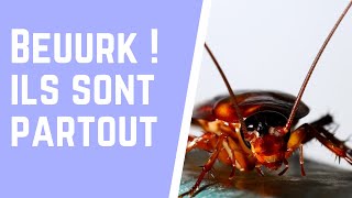 Comment se débarrasser des cafards à la maison [upl. by Okiron]