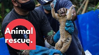 Moment 30 slow lorises are released after being cruelly kept as pets  SWNS [upl. by Yerocaj]