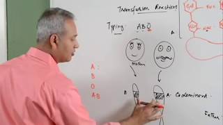 Blood Transfusion Reaction  Nurses Responsibilities [upl. by Spratt386]