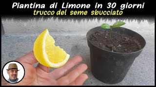 PIANTA DI LIMONE IN 30 GIORNI trucco infallibile LEMON PLANT 30 DAYS PLANTA DE LIMÓN EN 30 DÍAS [upl. by Eniarrol]