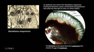 Intro to Crustose Lichen Identification [upl. by Ettenwad]