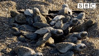 Baby turtles first steps  BBC [upl. by Colbert]