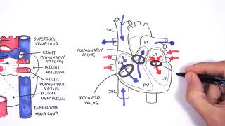 Introduction to Cardiac Heart Anatomy and the Chest Xray [upl. by Taveda959]