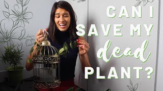 I SAVED MY DEAD JASMINE PLANT  How to Revive a Dry House Plant [upl. by Ativak]