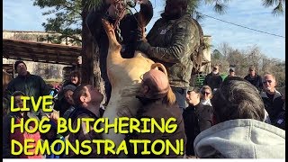 Annual Hog Butchering Demonstration at the Old South Farm Museum [upl. by Amehsat]