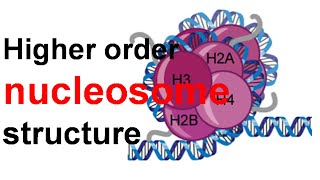 Higher order nucleosome structure [upl. by Vern798]