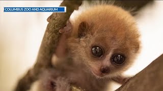 New baby pygmy slow loris at the Columbus Zoo and Aquarium [upl. by Annabel]