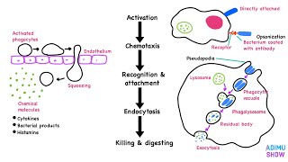 Phagocytosis [upl. by Aihtyc]