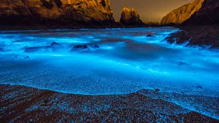 What Is Bioluminescence [upl. by Naida976]