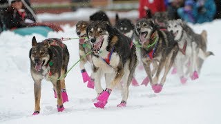 Iditarod 2018 begins with a celebration in Anchorage [upl. by Yhtrod]