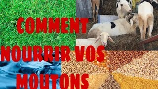 COMMENT NOURRIR VOS MOUTONS blog Hawa Conseils Elevage [upl. by Tnarb]