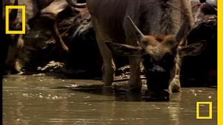 Croc vs Wildebeest amp Gazelle  National Geographic [upl. by Toby]