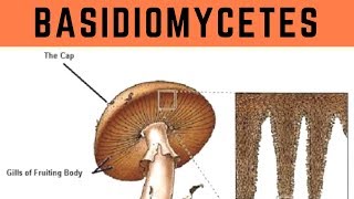 Basidiomycetes  Biological Classification  Vinay Biology [upl. by Alba]