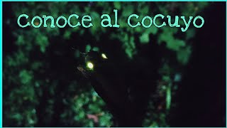 Conoce al cocuyo  como generan luz los cocuyos y luciérnagas [upl. by Florry537]