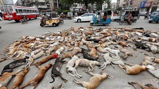 Over 700 stray dogs poisoned in Pak’s Karachi [upl. by Ruelle]