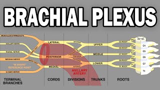 THE BRACHIAL PLEXUS AND UPPER LIMB INNERVATION [upl. by Soirtimid686]