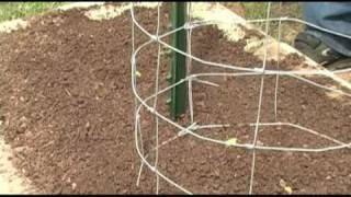 Planting Mirlitons  Home vegetable garden [upl. by Diamond]