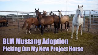 BLM MUSTANG ADOPTION  Picking Out My New Project Horse [upl. by Iturhs559]