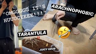 ARACHNOPHOBIC FEEDS my BIG TARANTULAS with FAT JUICY GRUBS [upl. by Teryl]