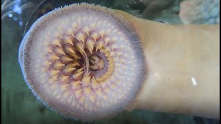 Facts The Sea Lamprey [upl. by Carter]