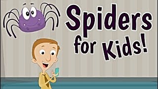 Spiders for Kids [upl. by Florinda]