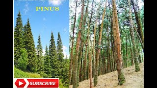 Pinus Morphology and Anatomy [upl. by Tteragram]